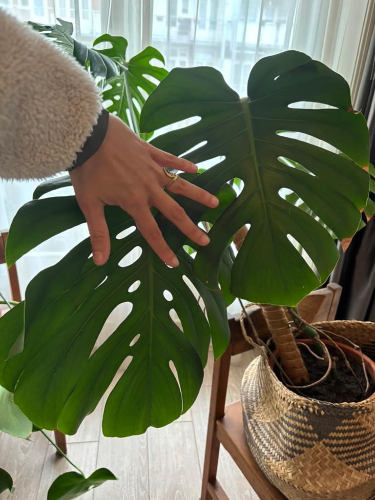 Big Monstera Plant, Ophalen, 100 tot 150 cm, Overige soorten, Halfschaduw