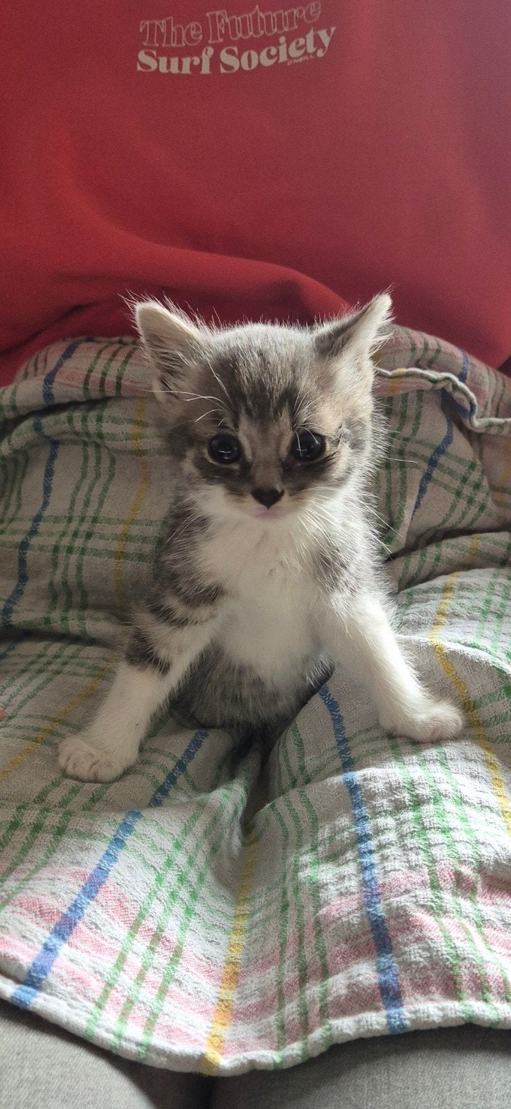 Lieve kitten kater, Kater, Ontwormd