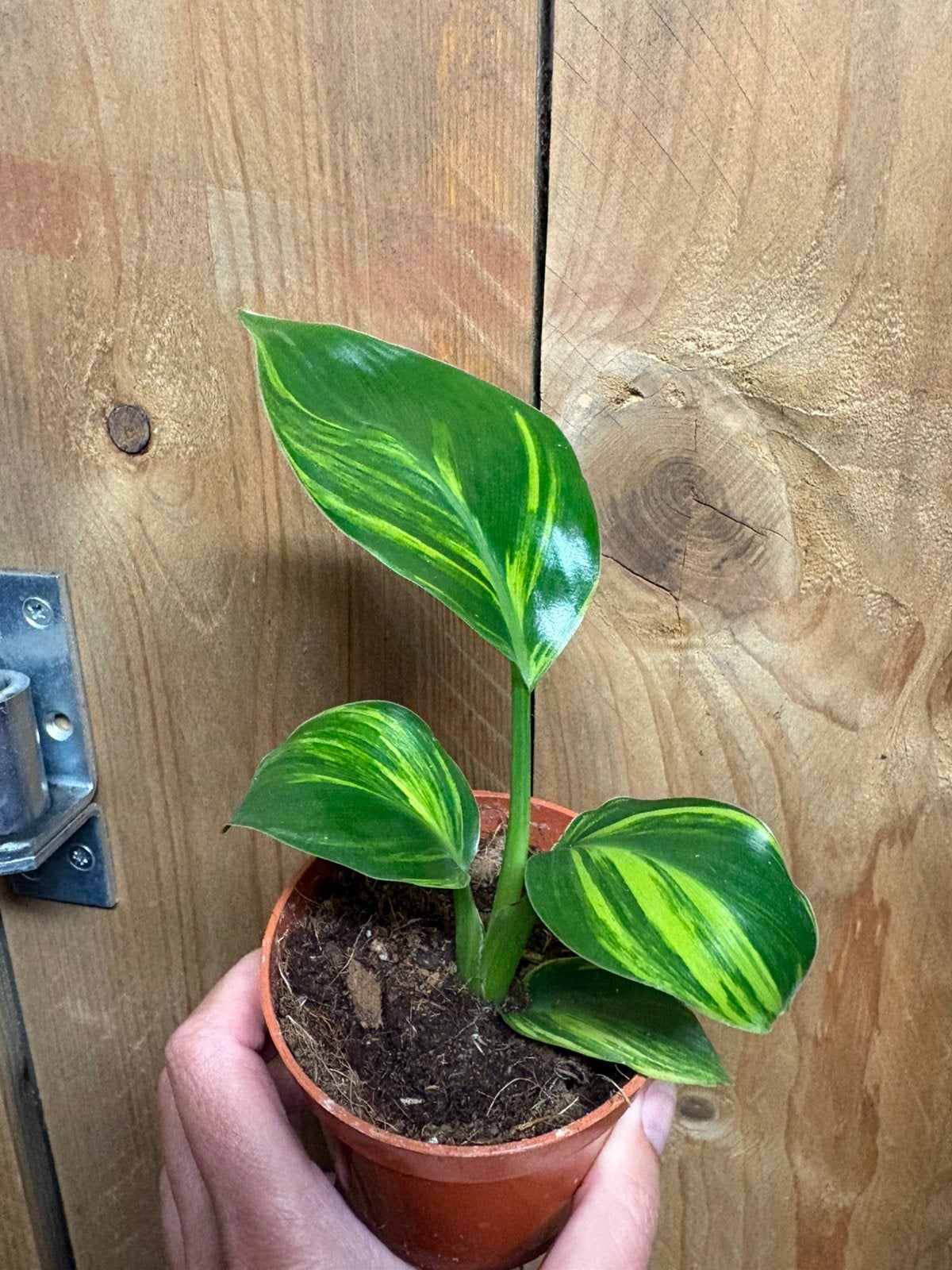 Strelitzia nicolai variegata plant aurea yellow lemon lime, Huis en Inrichting, Ophalen of Verzenden, Halfschaduw, Minder dan 100 cm