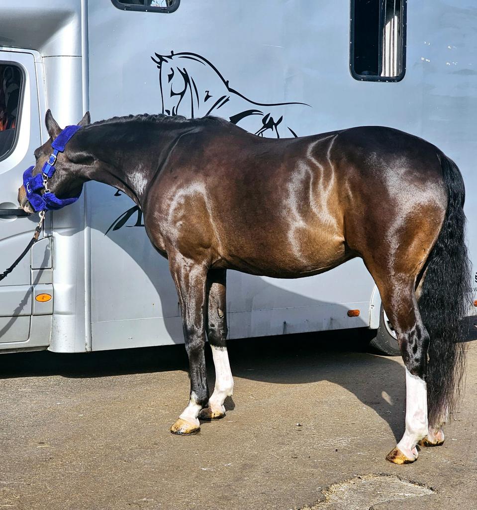 Super lief paard, Ruin, 7 tot 10 jaar
