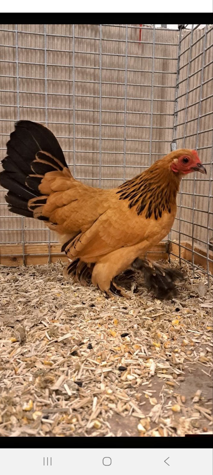 gezocht broedeieren sabelpootkriel, Meerdere dieren, Kip