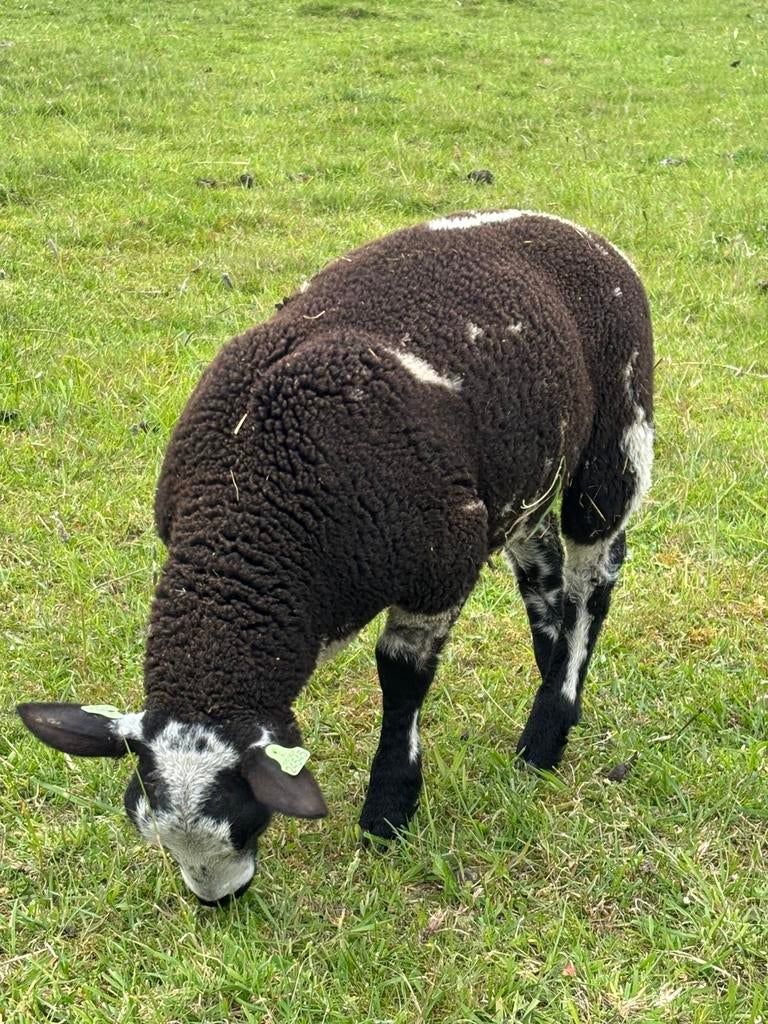 Koppel bonte ram lammeren., Dieren en Toebehoren, Schapen, Geiten en Varkens, Meerdere dieren, Schaap