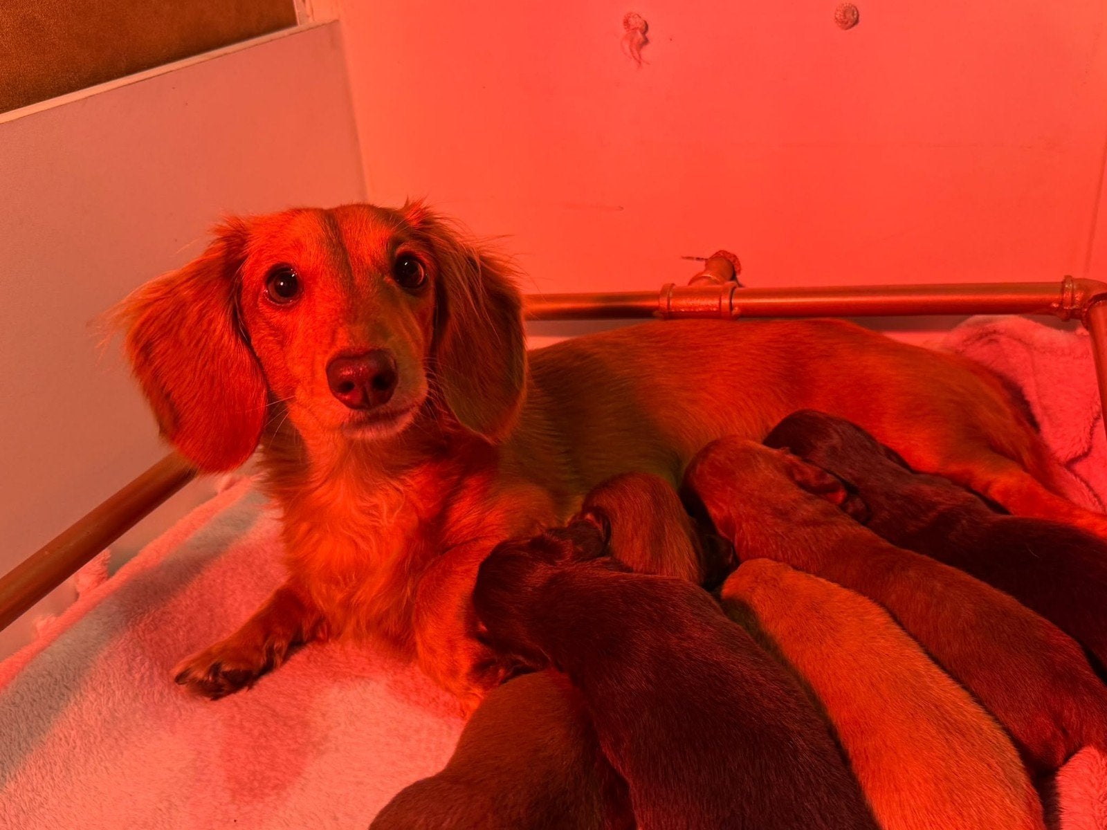 teckelpuppy, Dieren en Toebehoren, 8 tot 15 weken, Meerdere, Meerdere dieren, Nederland