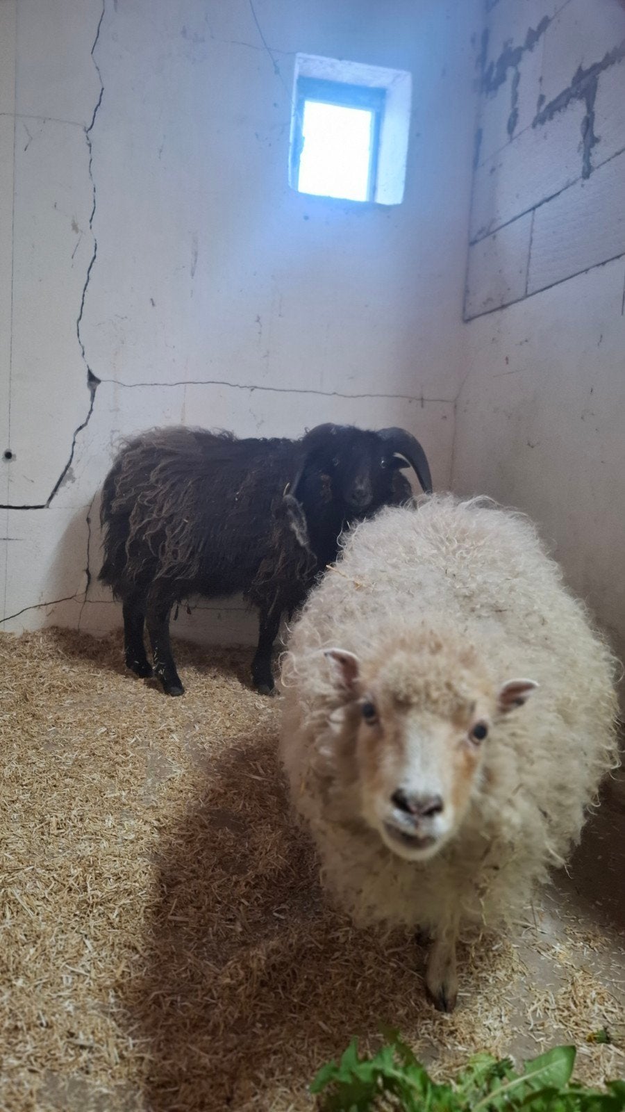Mini schaap t.e.a.b, Meerdere dieren, Schaap