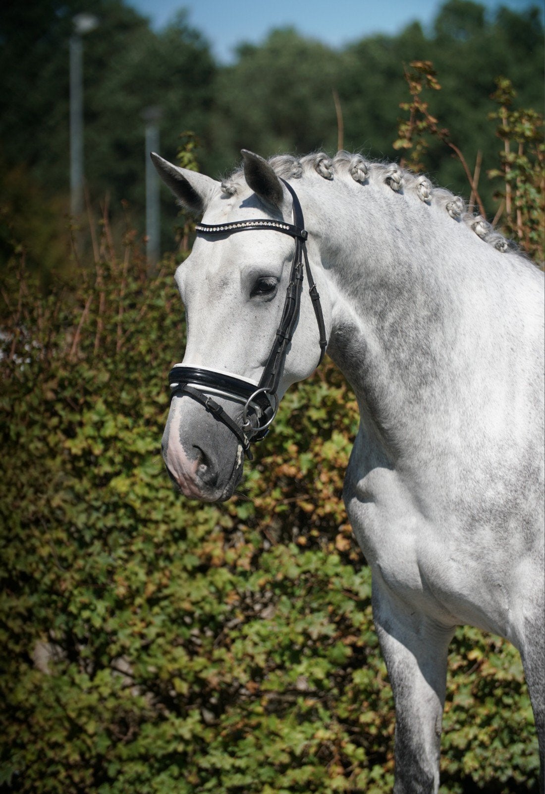 Stoere en veelzijdige PRE ruin, Dieren en Toebehoren, Met stamboom, Ruin, Dressuurpaard, L
