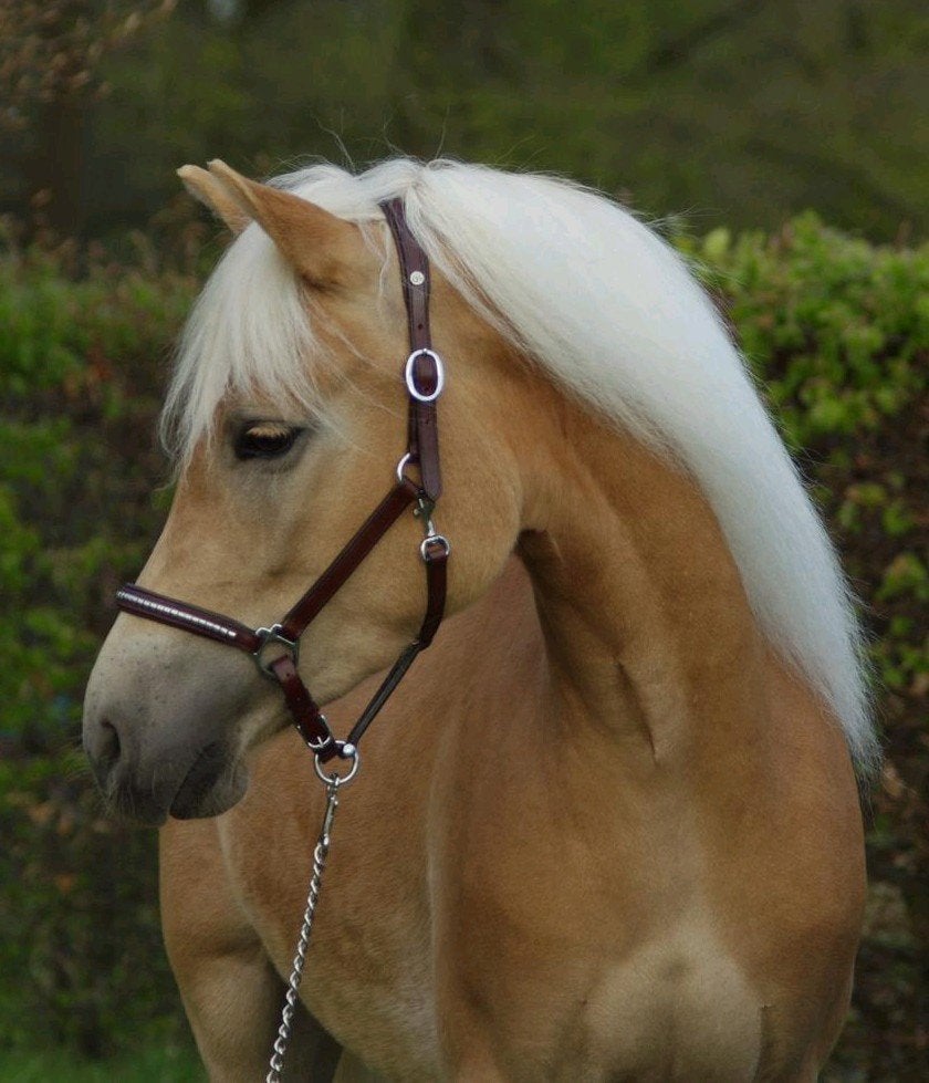 8 jarige haflinger merrie, Dieren en Toebehoren, Merrie, Met stamboom, 7 tot 10 jaar, Recreatiepony