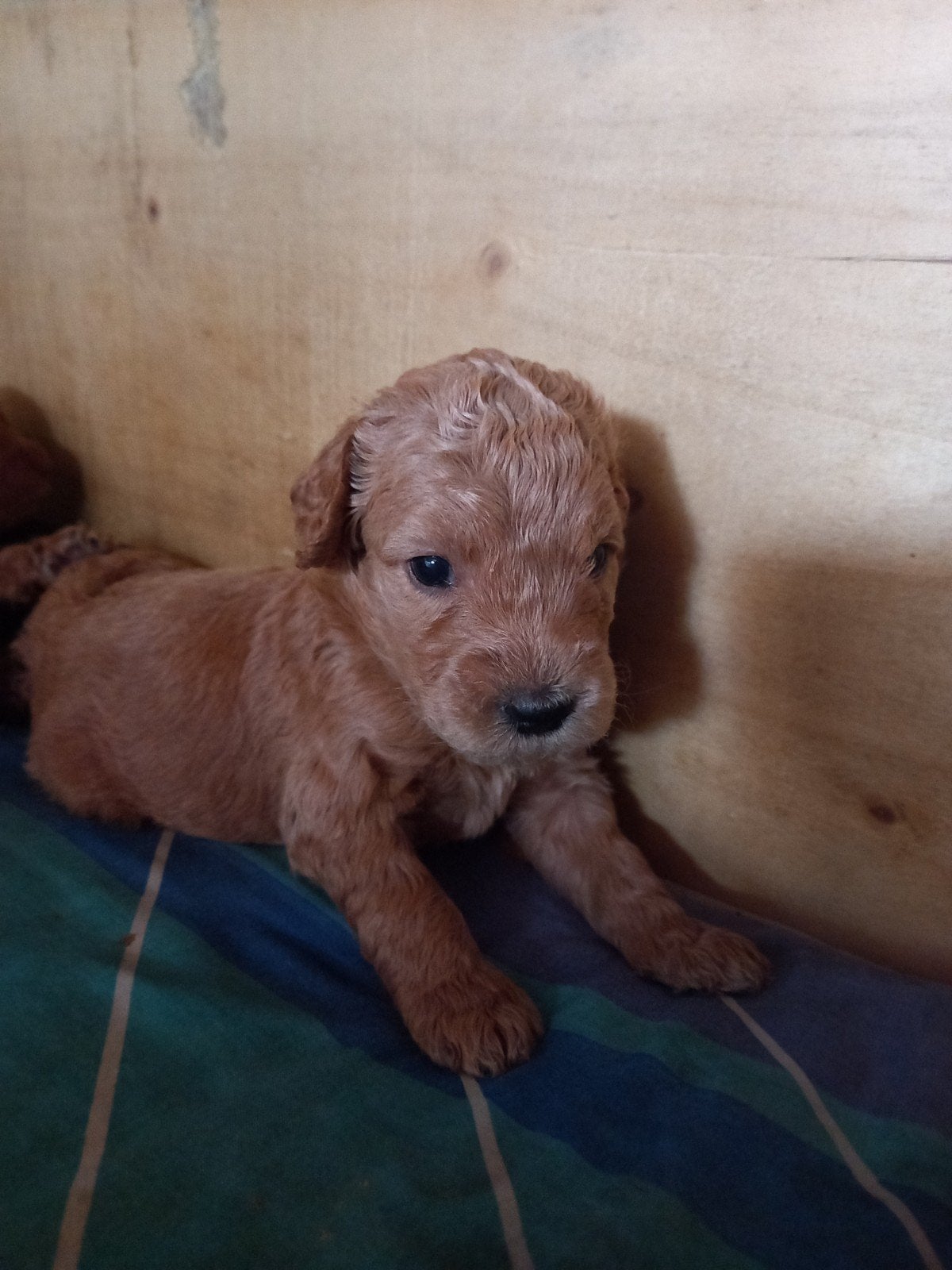Prachtige labradoodel pups beschikbaar, Parvo, 8 tot 15 weken, Meerdere, Meerdere dieren