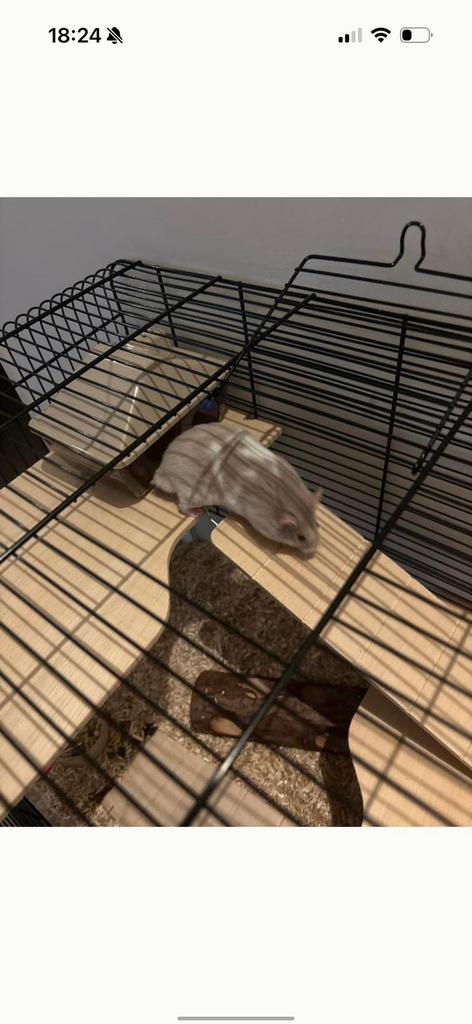 Hamster, Dieren en Toebehoren, Knaagdieren, Hamster, April, Mannelijk, Tam