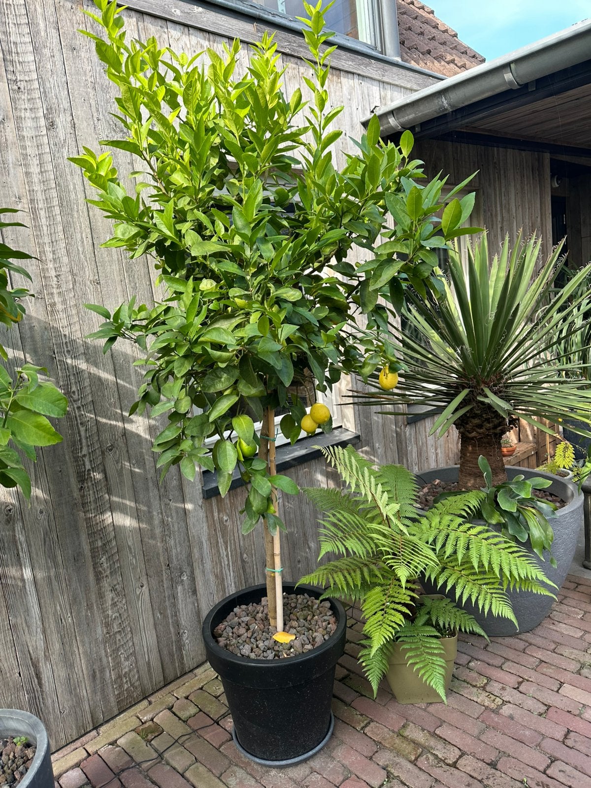 Super grote limoen, fruitboom in zwarte bloempot, Ophalen, Lente, Overige soorten, Volle zon