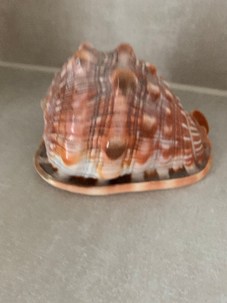Te koop: grote schelp, Ophalen