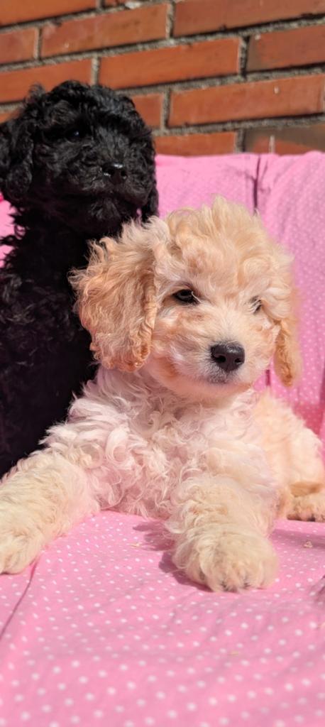 Type maltipoo pups ❤️...hypoallergeen nog 1 lief reutje !, Dieren en Toebehoren, Honden | Chihuahua's en Gezelschapshonden, Parvo
