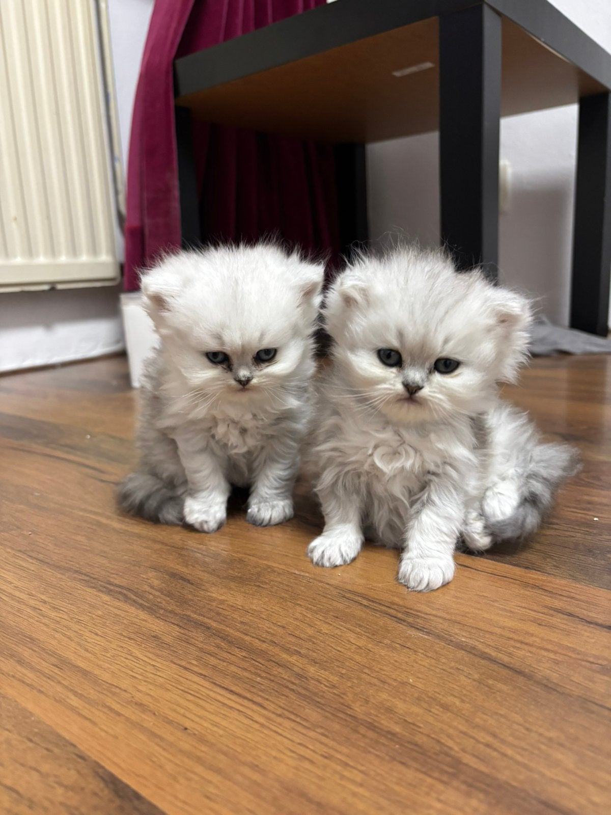 Britse langhaar, Dieren en Toebehoren, Katten en Kittens | Overige Katten, Meerdere dieren