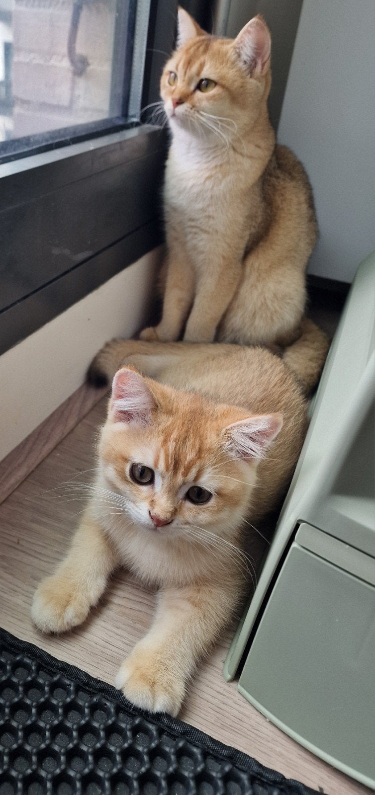 Britse Korthaar | lilac - black - chocolate golden | 🐱, Meerdere dieren, Ontwormd, 0 tot 2 jaar