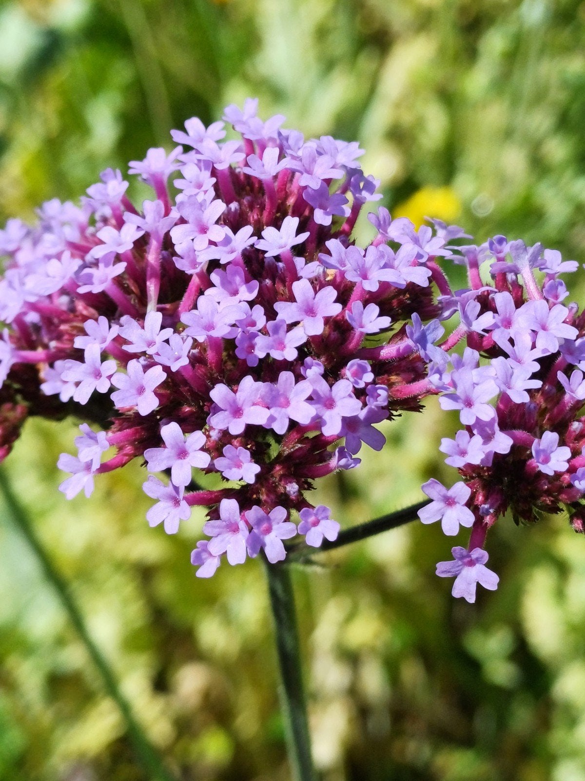 Verbena Bonariensis, Ophalen of Verzenden, Najaar, Volle zon, Zaad
