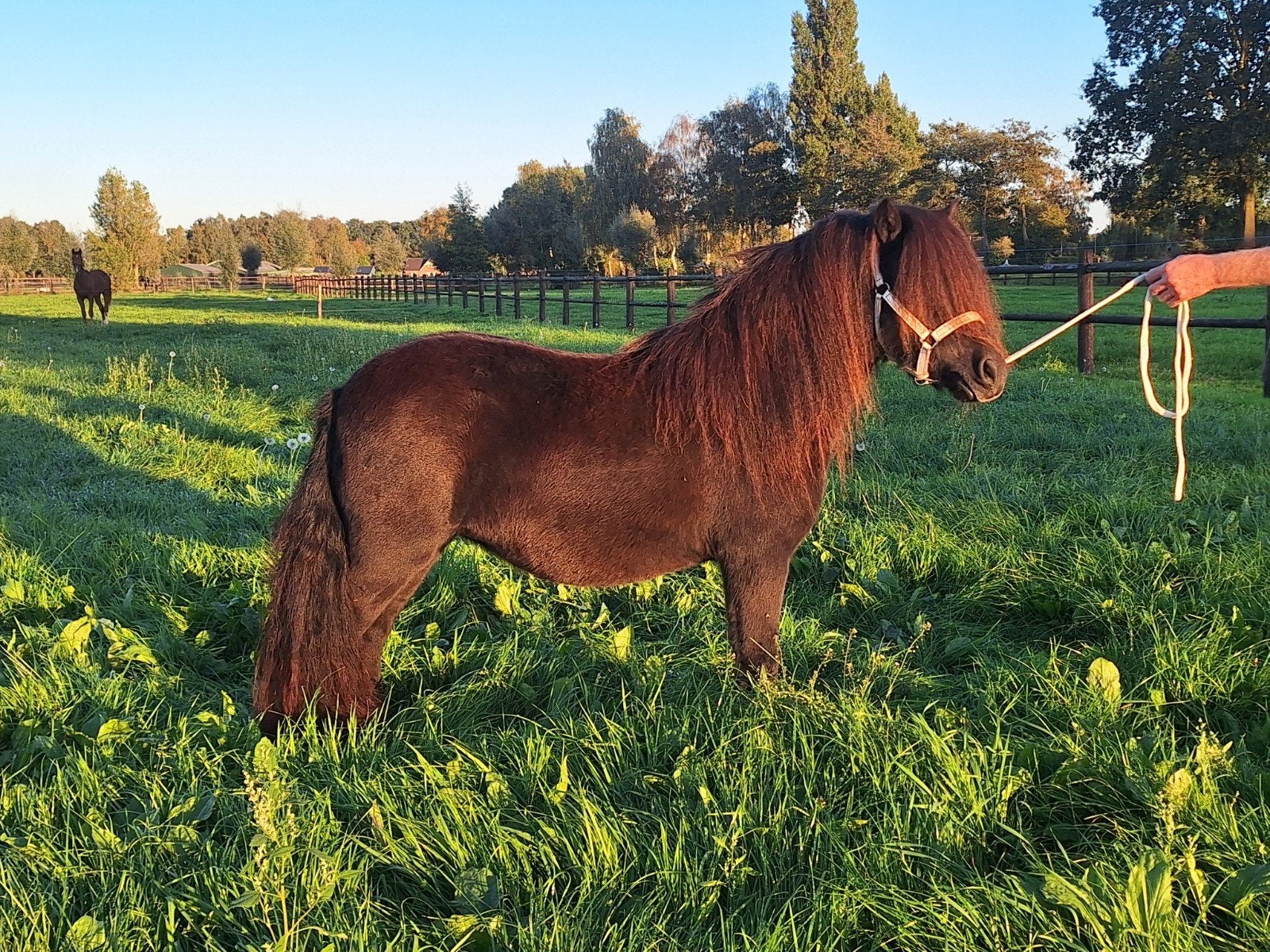 Shetland merries van 1.10 m en 1.12 m, Dieren en Toebehoren, Merrie, A pony (tot 1.17m), Met stamboom