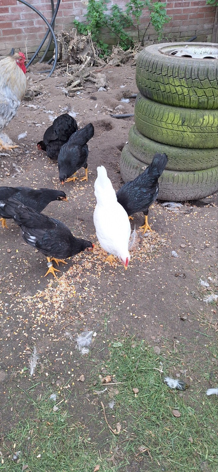 te koop witte en zwarte barnervelderkriel hanen, Dieren en Toebehoren, Meerdere dieren, Kip
