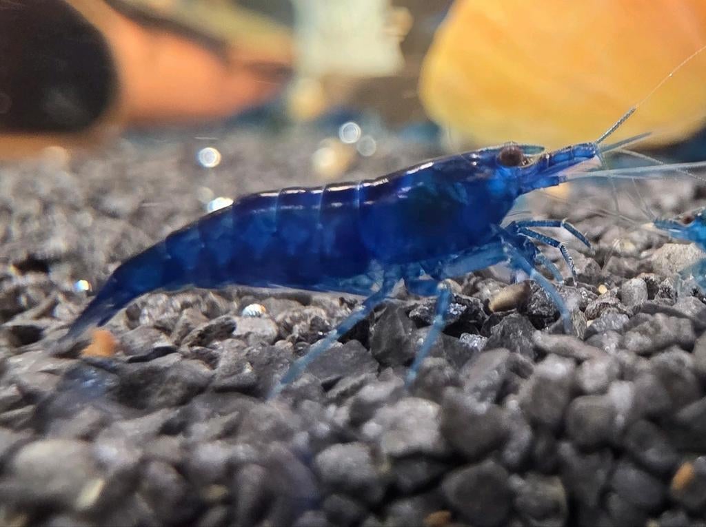 Blue Dream Neocaridina Garnalen, Dieren en Toebehoren, Vissen | Aquariumvissen, Kreeft, Krab of Garnaal