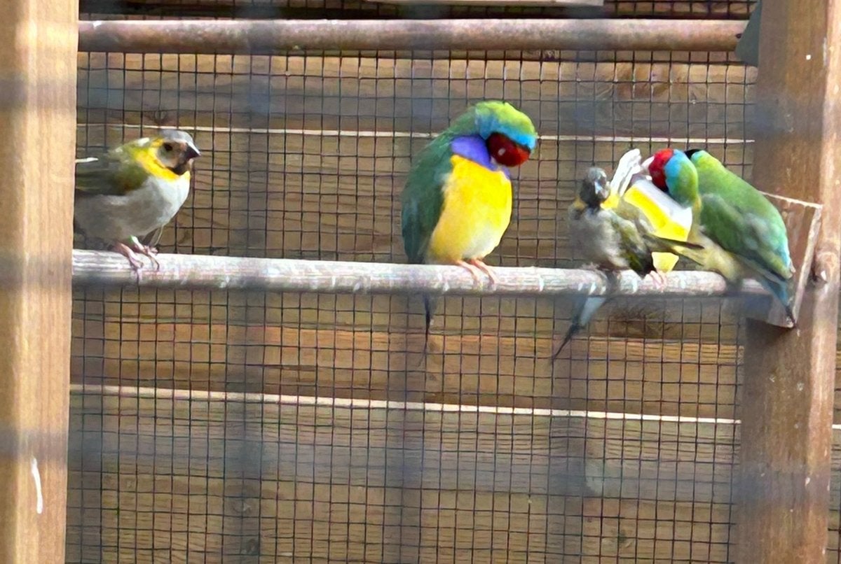 2 cubavinken man en pop, Dieren en Toebehoren, Meerdere dieren