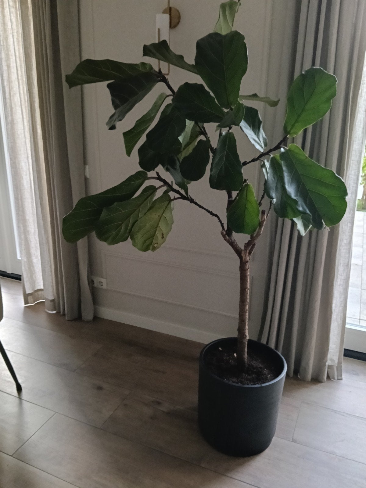 Mooie grote Ficus Lyrata op stam. Inclusief pot., Ophalen, Ficus, Halfschaduw