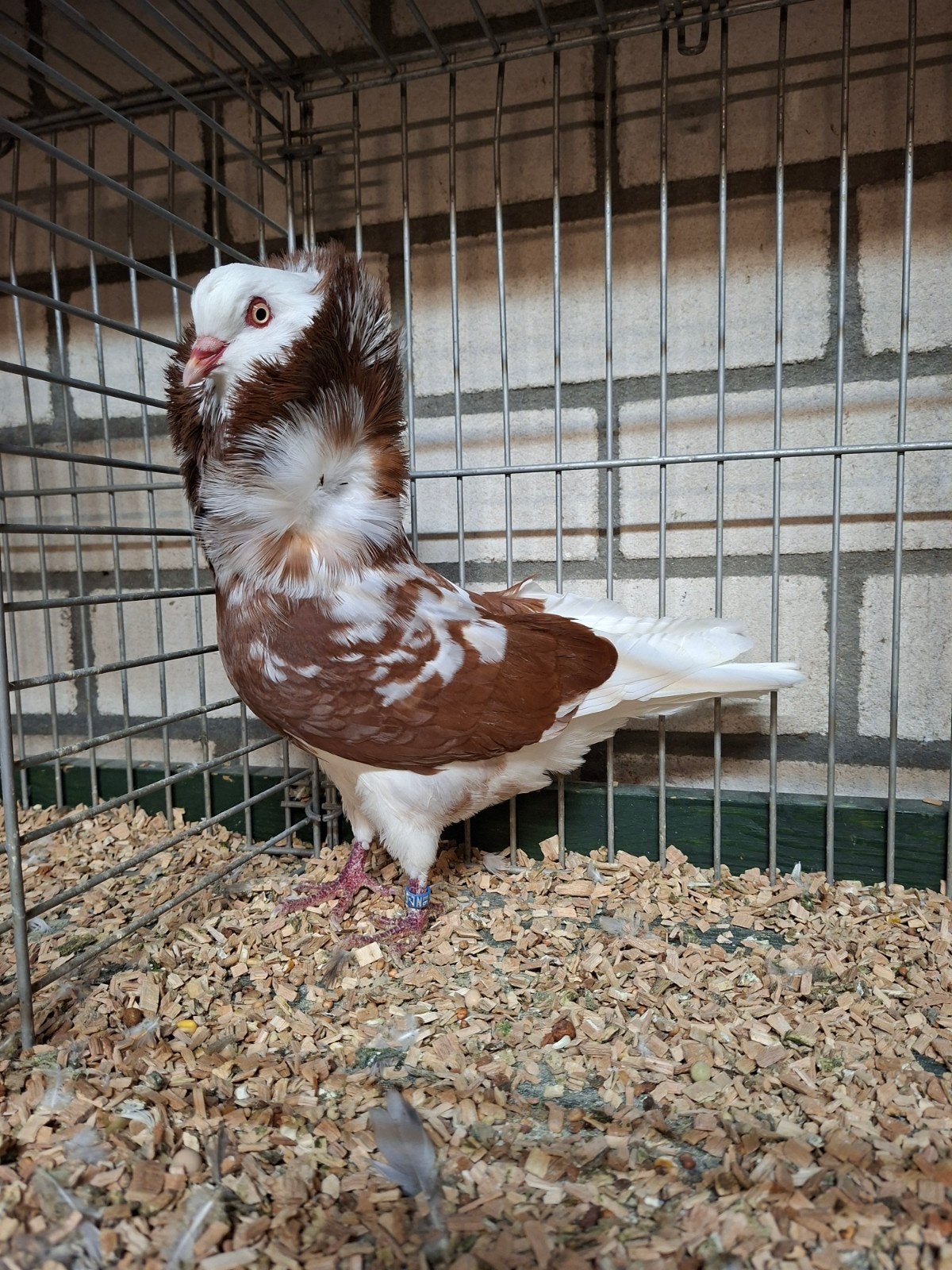 koppel oud hollandse kapucijnen, Dieren en Toebehoren, Meerdere dieren, Overige soorten
