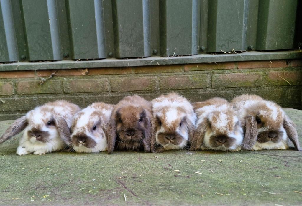 Nederlandse dwerg hangoor konijntjes te koop, Meerdere dieren, Dwerg, Hangoor, 0 tot 2 jaar