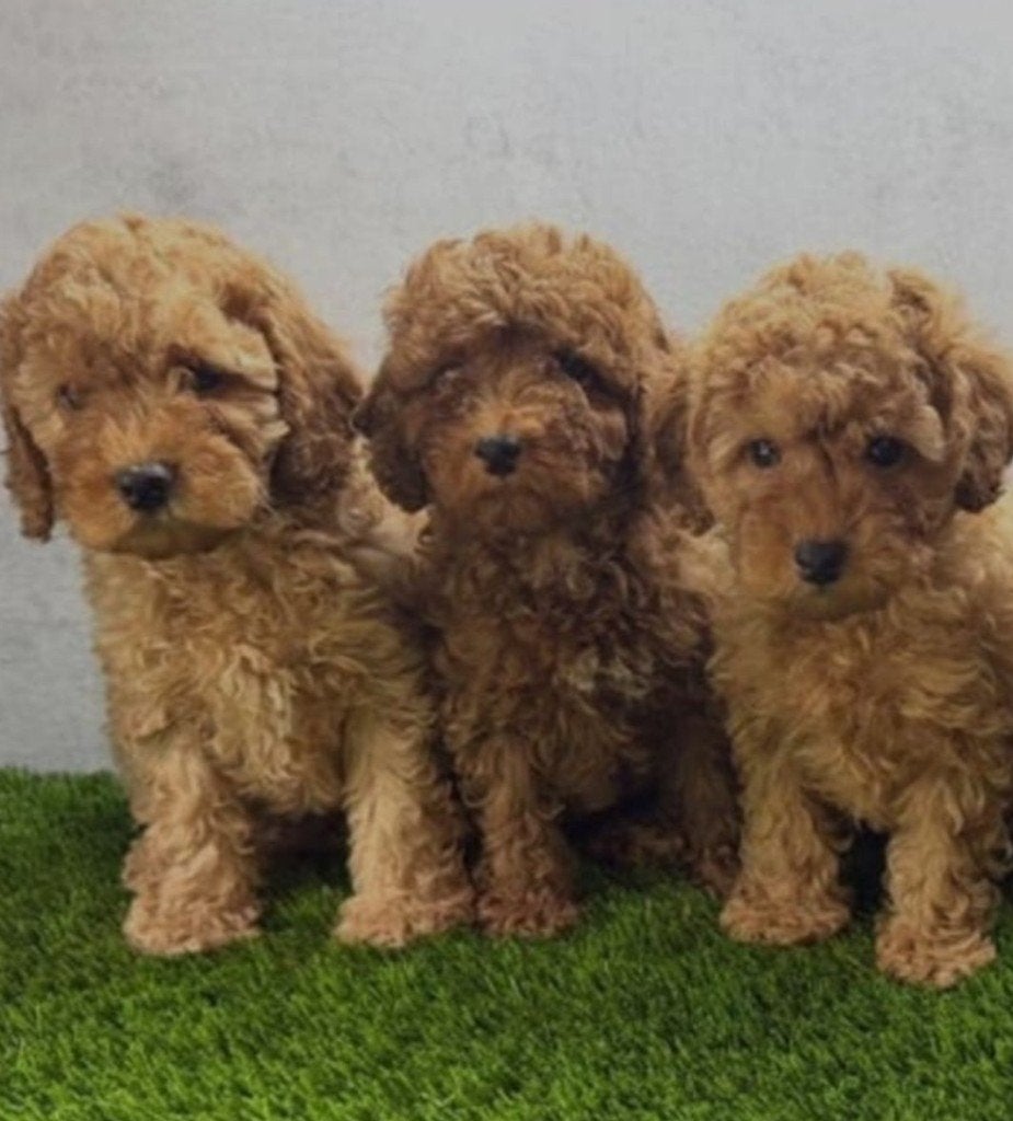 Poedel pups, Poedel, België, Fokker | Hobbymatig, 8 tot 15 weken