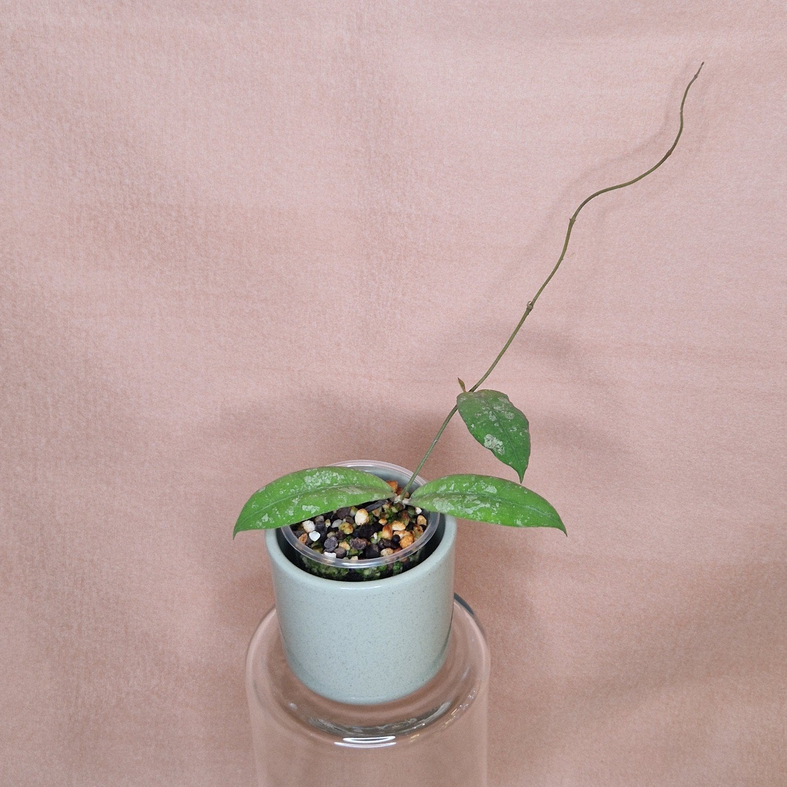 Hoya aff. Lambii Splash 1, Verzenden, Overige soorten, Halfschaduw, Minder dan 100 cm
