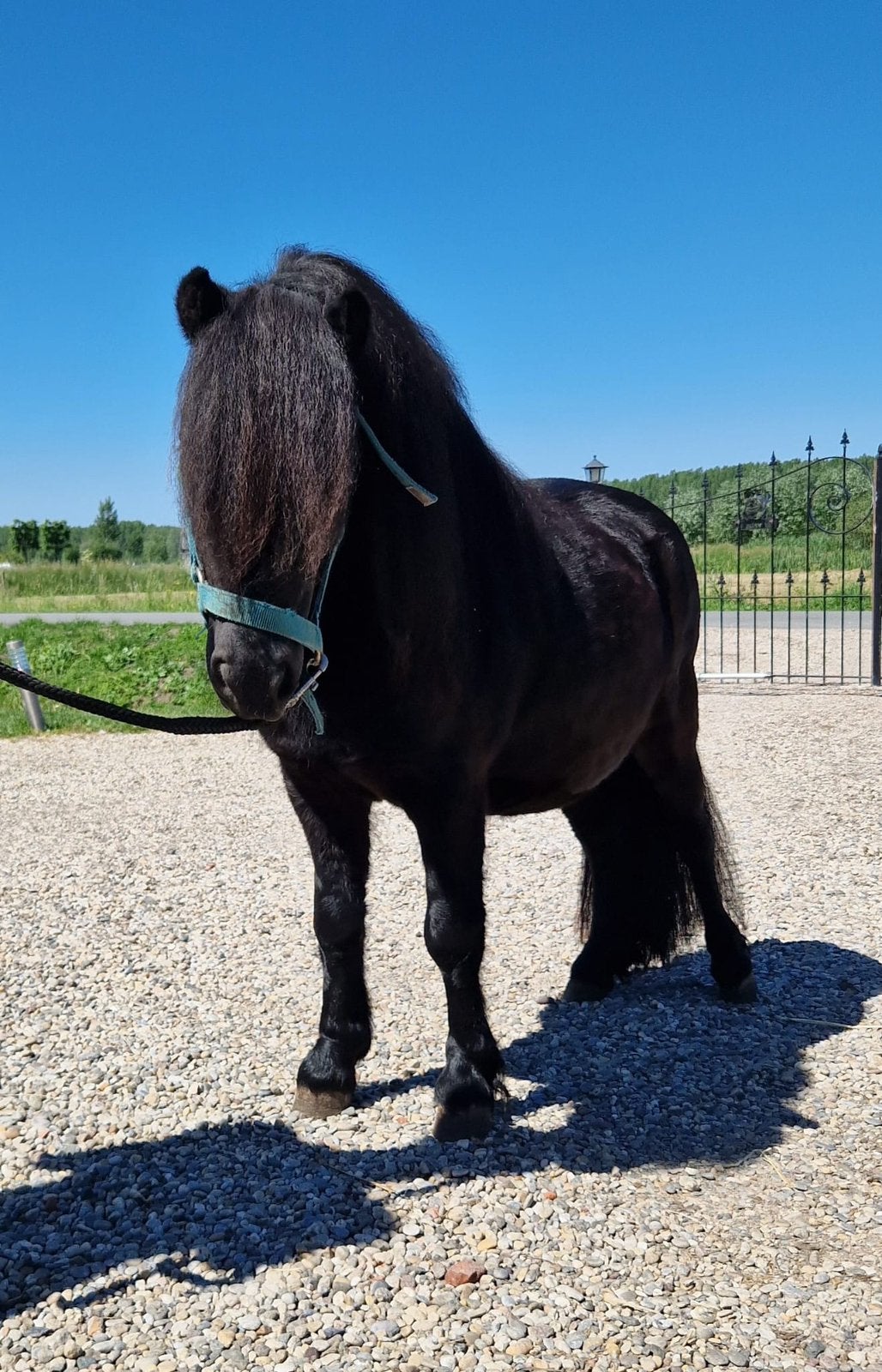 Shetlander hengst te koop, Dieren en Toebehoren, Pony's, Hengst, A pony (tot 1.17m), Onbeleerd, Recreatiepony