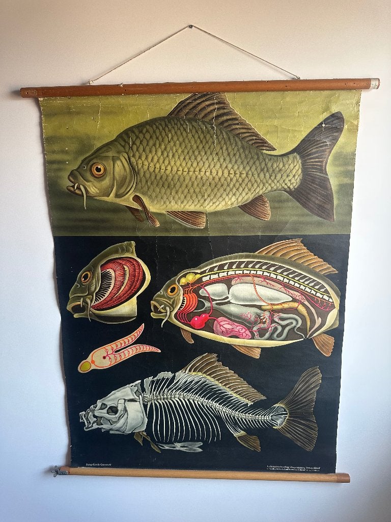 Schoolplaat Jung Koch Quentell Karper, Ophalen, Natuur en Biologie