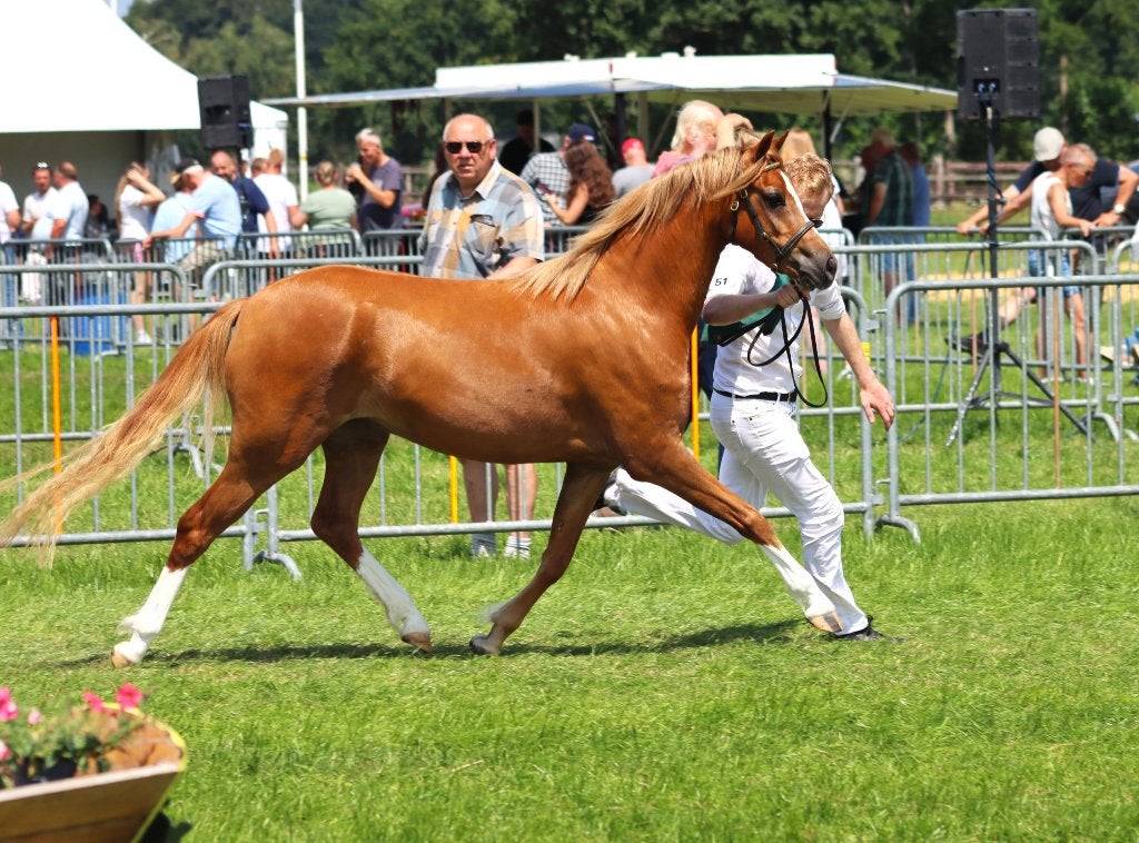te koop 3 jarige merrie, Dieren en Toebehoren, Merrie