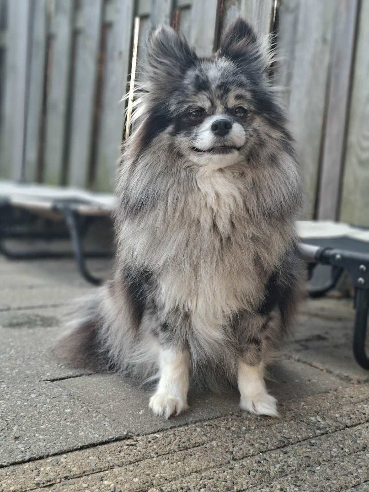 Lief blue merle keeshondje zoekt goudenmand, Dieren en Toebehoren, Honden | Niet-rashonden, Rabiës (hondsdolheid), Teef, Eén hond