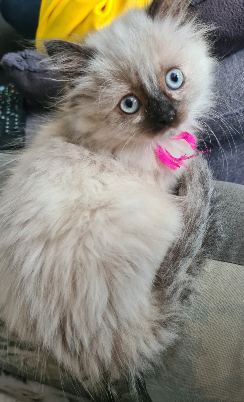 Lief poesje kruising Pers X Neva Masquerade, Poes, Ontwormd, 0 tot 2 jaar