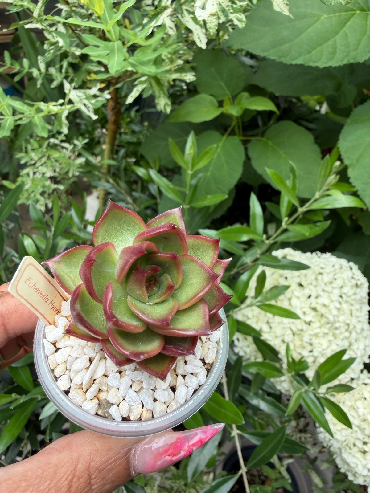 Echeveria Hybride - Prachtige Succulent voor uw Collectie, Verzenden, Halfschaduw, Minder dan 100 cm