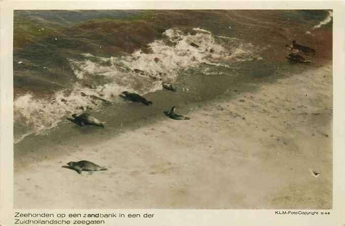 301-424-037 Nederland Zeehonden, Verzenden, Voor 1920, Zuid-Holland