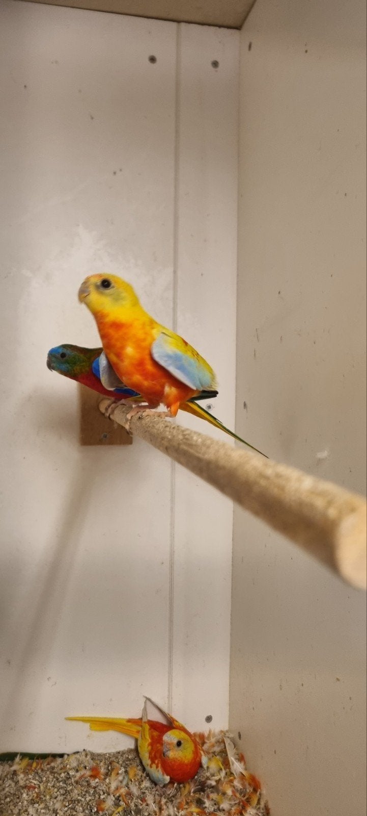 Turquoisine broedjaar 2026, Dieren en Toebehoren, Meerdere dieren, Parkiet