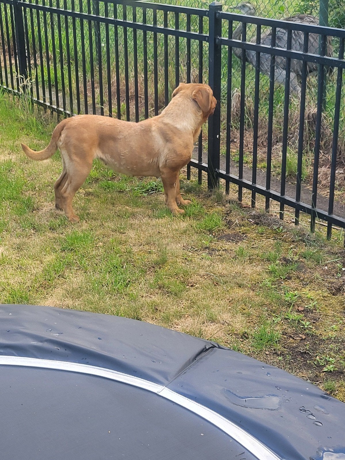 Bordeauxdog, Dieren en Toebehoren, Honden | Bulldogs, Pinschers en Molossers, Parvo, 1 tot 2 jaar, Teef, Bulldog