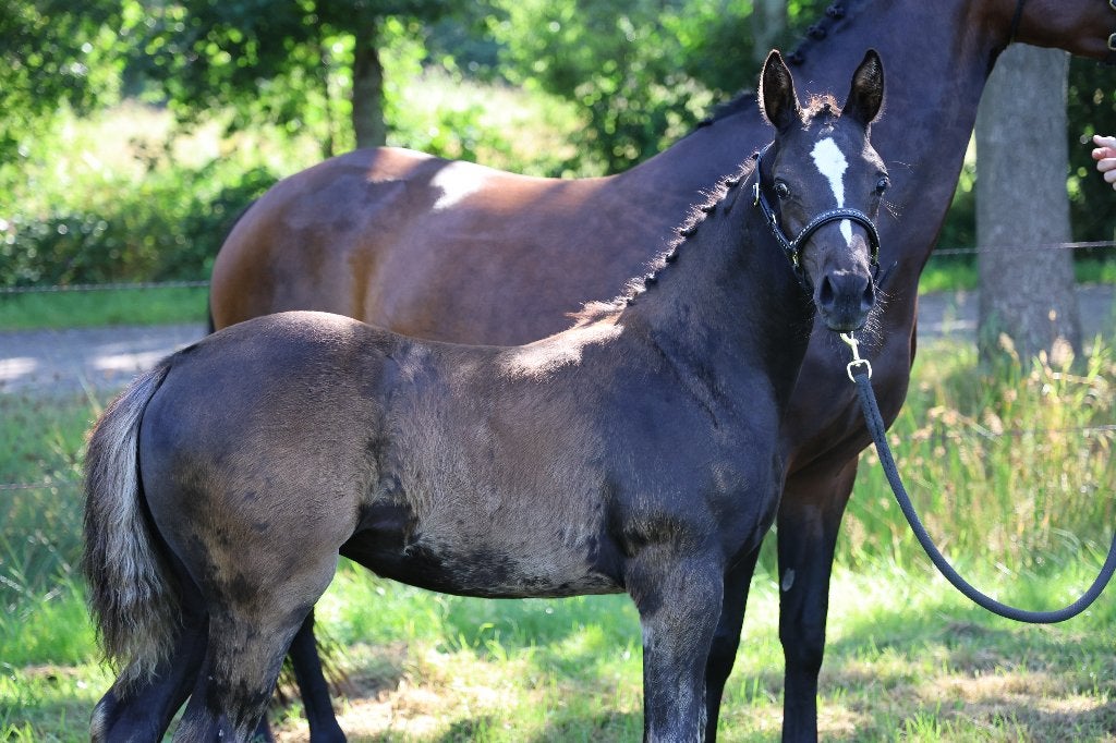Zwart Welsh NWR merrieveulen, D-pony, goede afstamming, Merrie, Met stamboom, Dressuurpony, Niet van toepassing