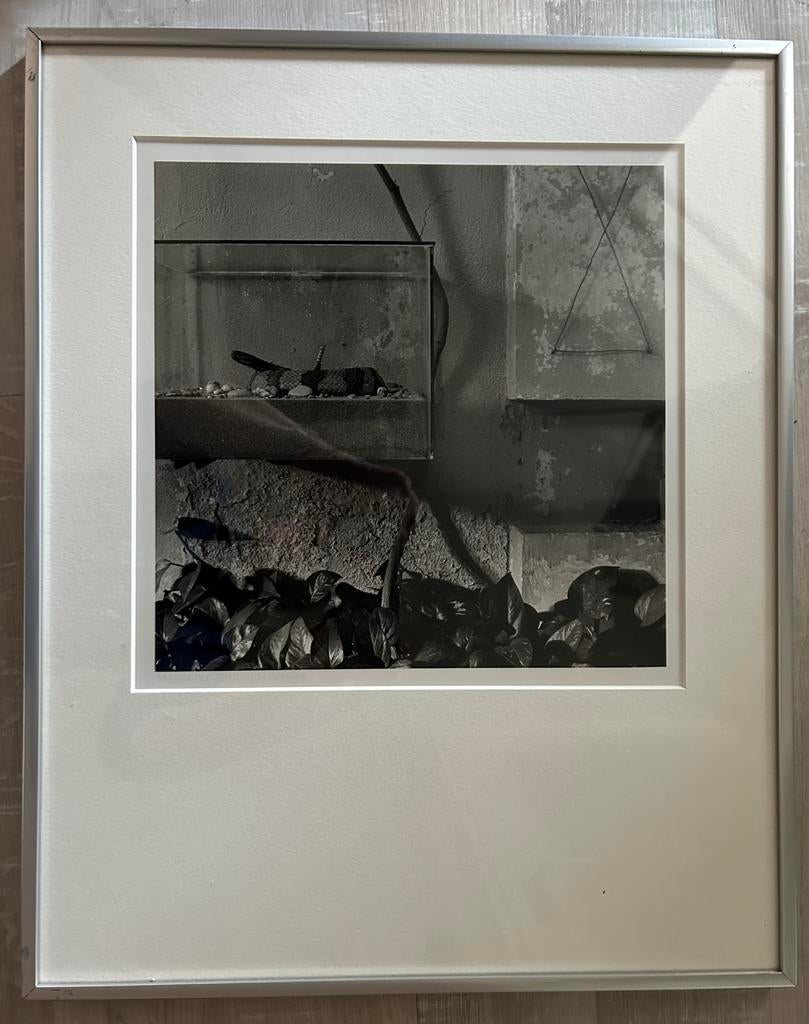 Foto van Paul den Hollander, Antiek en Kunst, Kunst | Tekeningen en Foto's, Ophalen