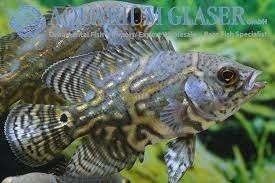 Zuid Amerikaanse Cichliden: Astronotus mikolji, Dieren en Toebehoren, Vissen | Aquariumvissen, Vis, Zoetwatervis