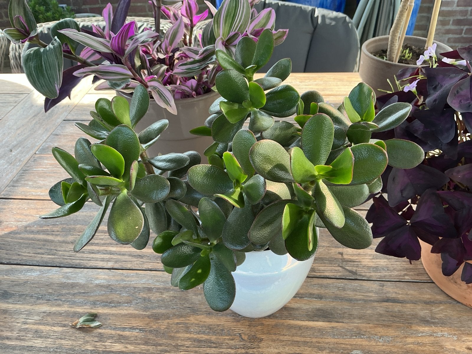 Mooie gezonde Jade plant (Crassula Ovata) in witte pot, Tuin en Terras, Volle zon, Vaste plant, Bloeit niet, Ophalen