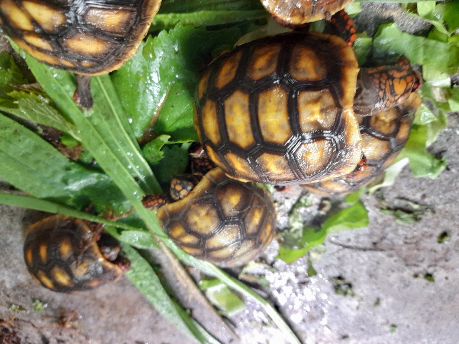 kolenbranderschildpadden Tortoise photo 3