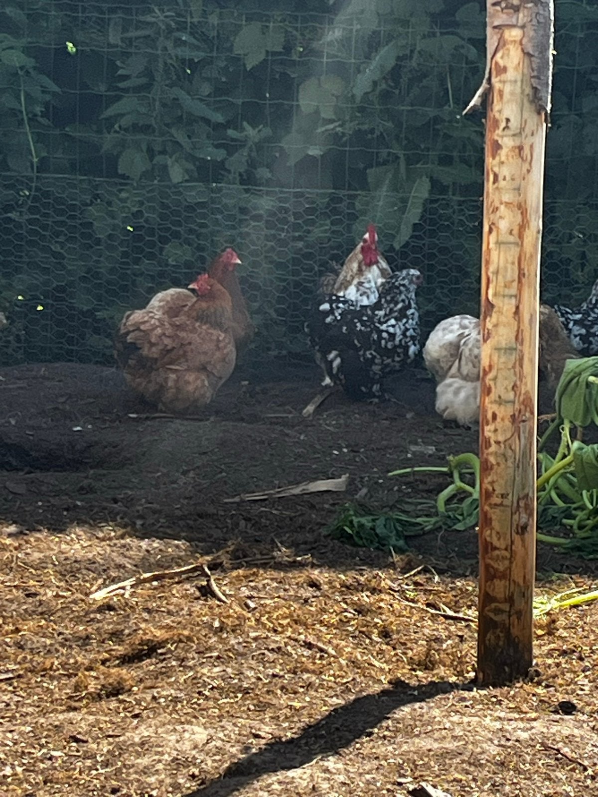 chochin krieltjes, Dieren en Toebehoren, Meerdere dieren, Kip