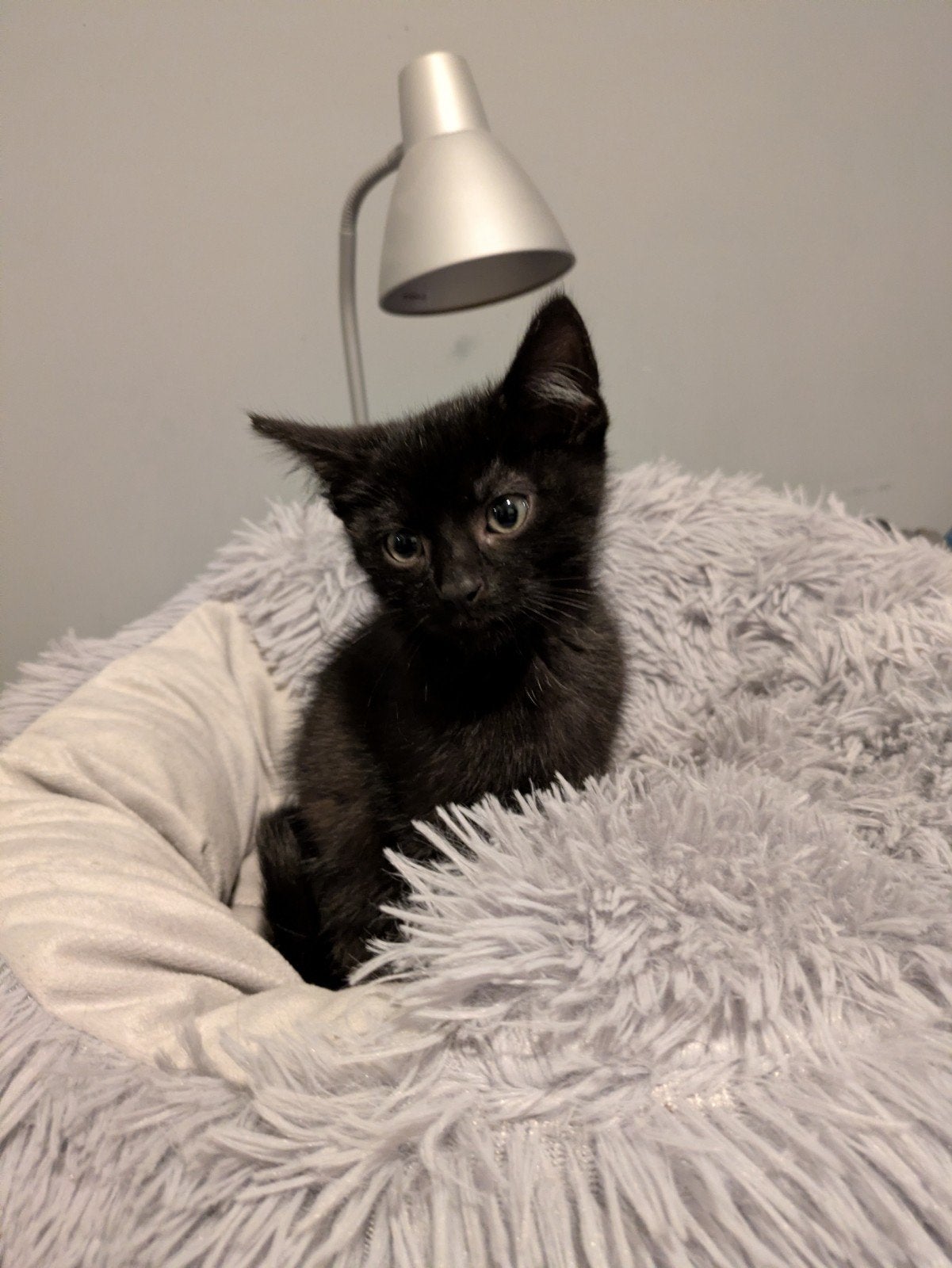 Zeer lieve meisje, Dieren en Toebehoren, Poes, Kortharig, 0 tot 2 jaar