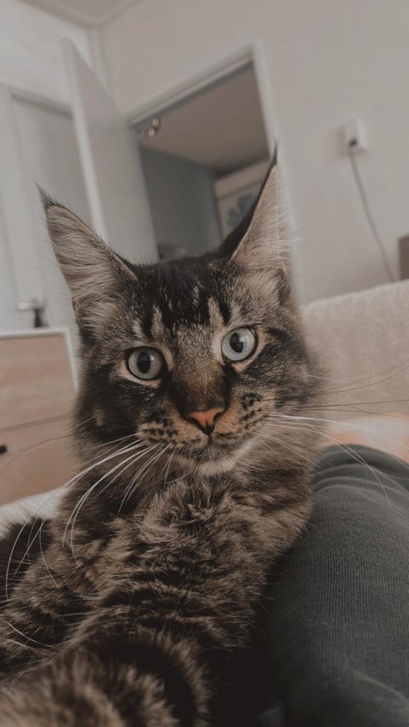 R’dam Lombardijen!!! Er is een Maine Coon-kat vermist., Dieren en Toebehoren, Vermiste en Gevonden Dieren, Kat