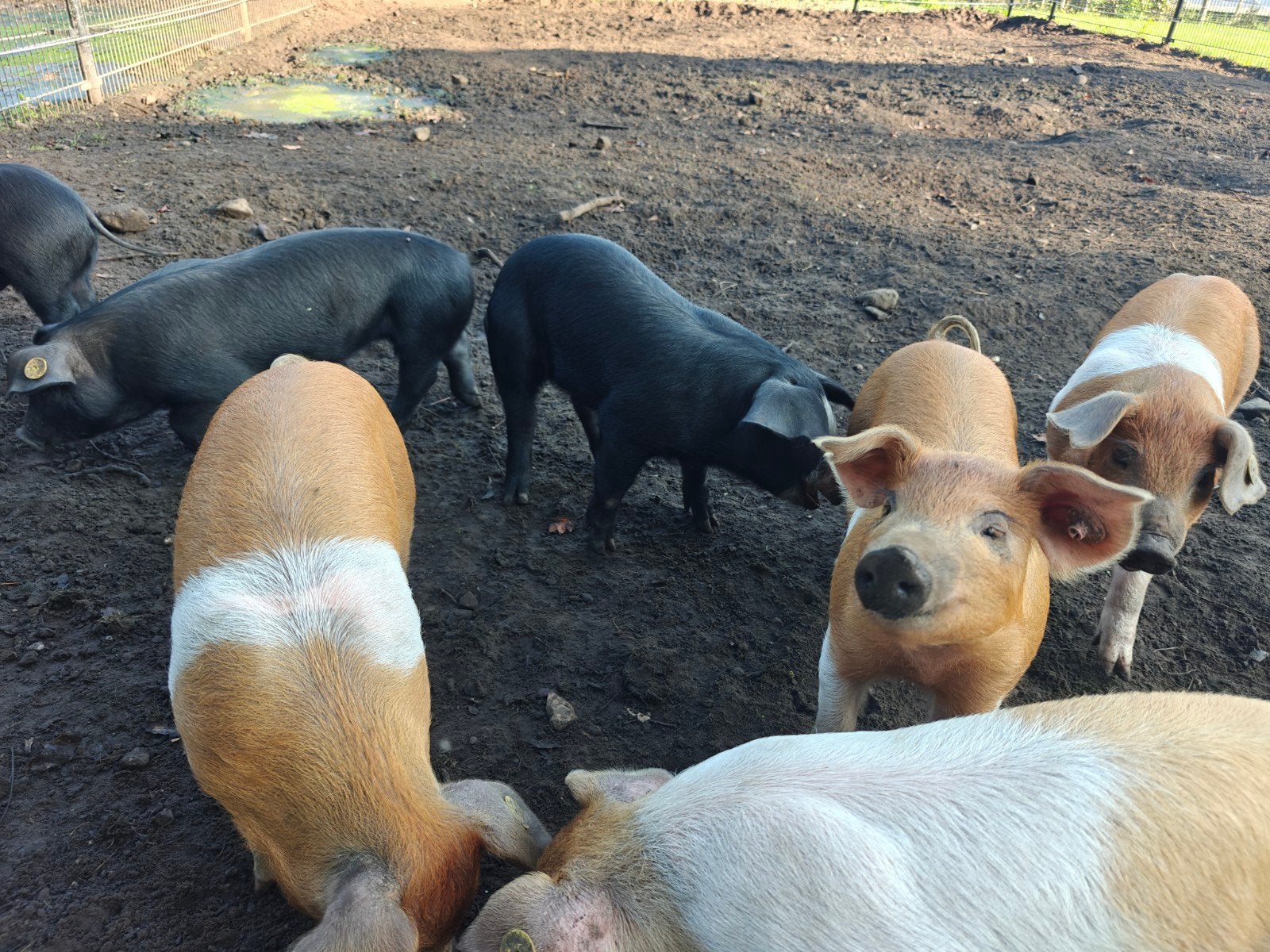 Husumer x Deense duroc biggen te koop., Meerdere dieren, Varken