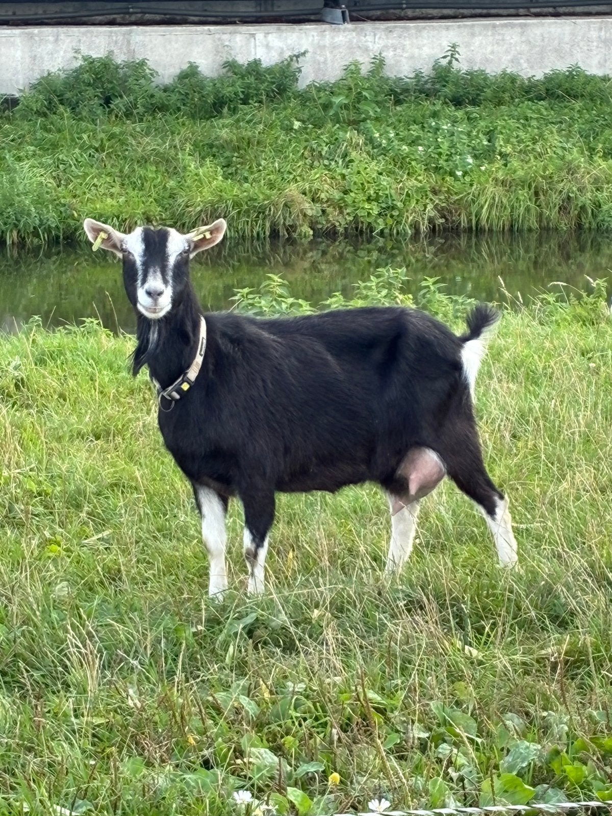 Mooie zwarte hoornloze Toggenburger dame, Vrouwelijk, Geit