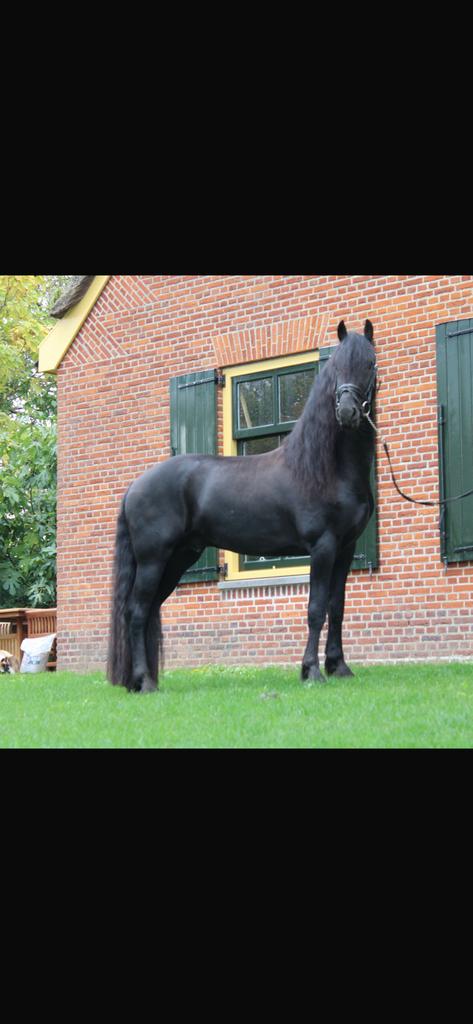 Friese Ster Hengst super mooi., Dieren en Toebehoren, Met stamboom, Dressuurpaard, Hengst, 3 tot 6 jaar
