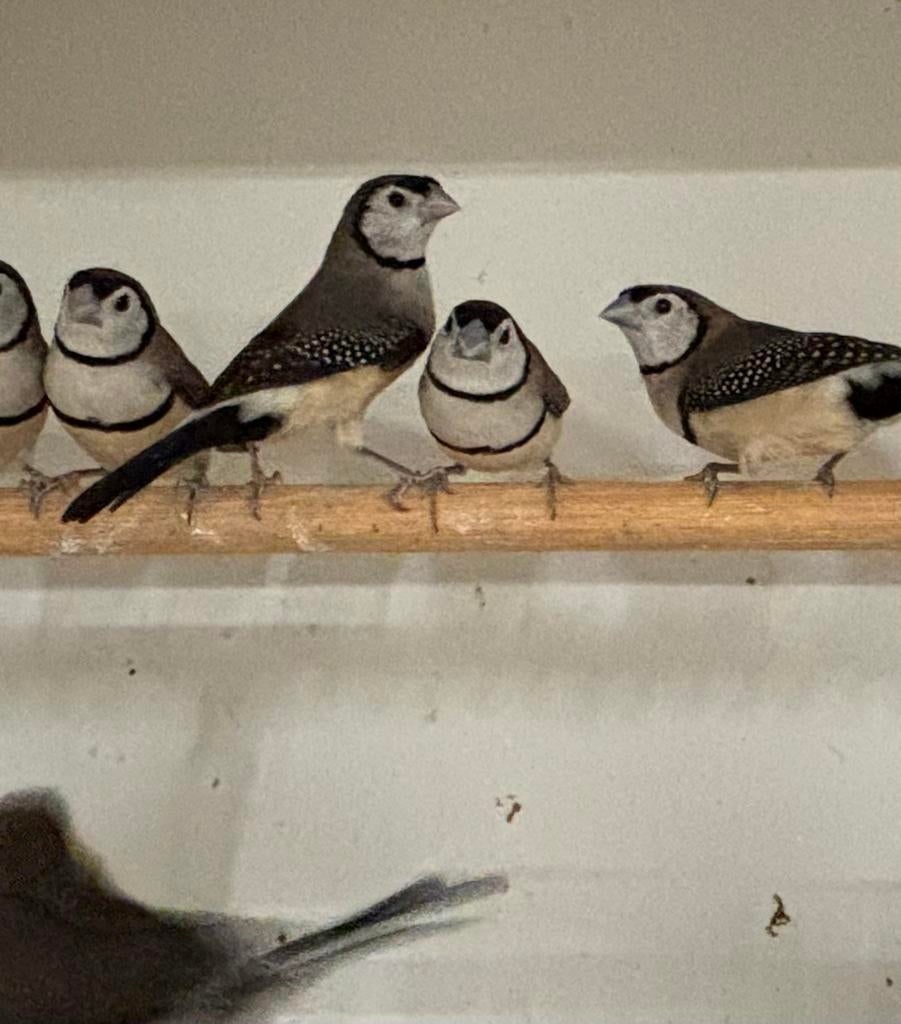 Mooi assortiment vogels ( spitsstaart etc ), Dieren en Toebehoren, Meerdere dieren, Tropenvogel, Geringd