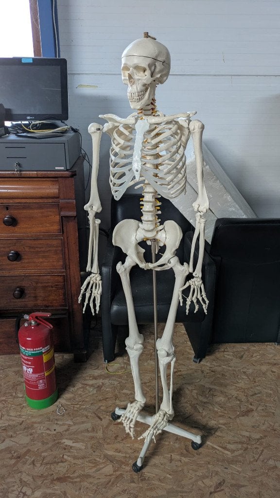Levensgroot 176 cm Menselijk Skelet model, Ophalen of Verzenden, Gebruikt