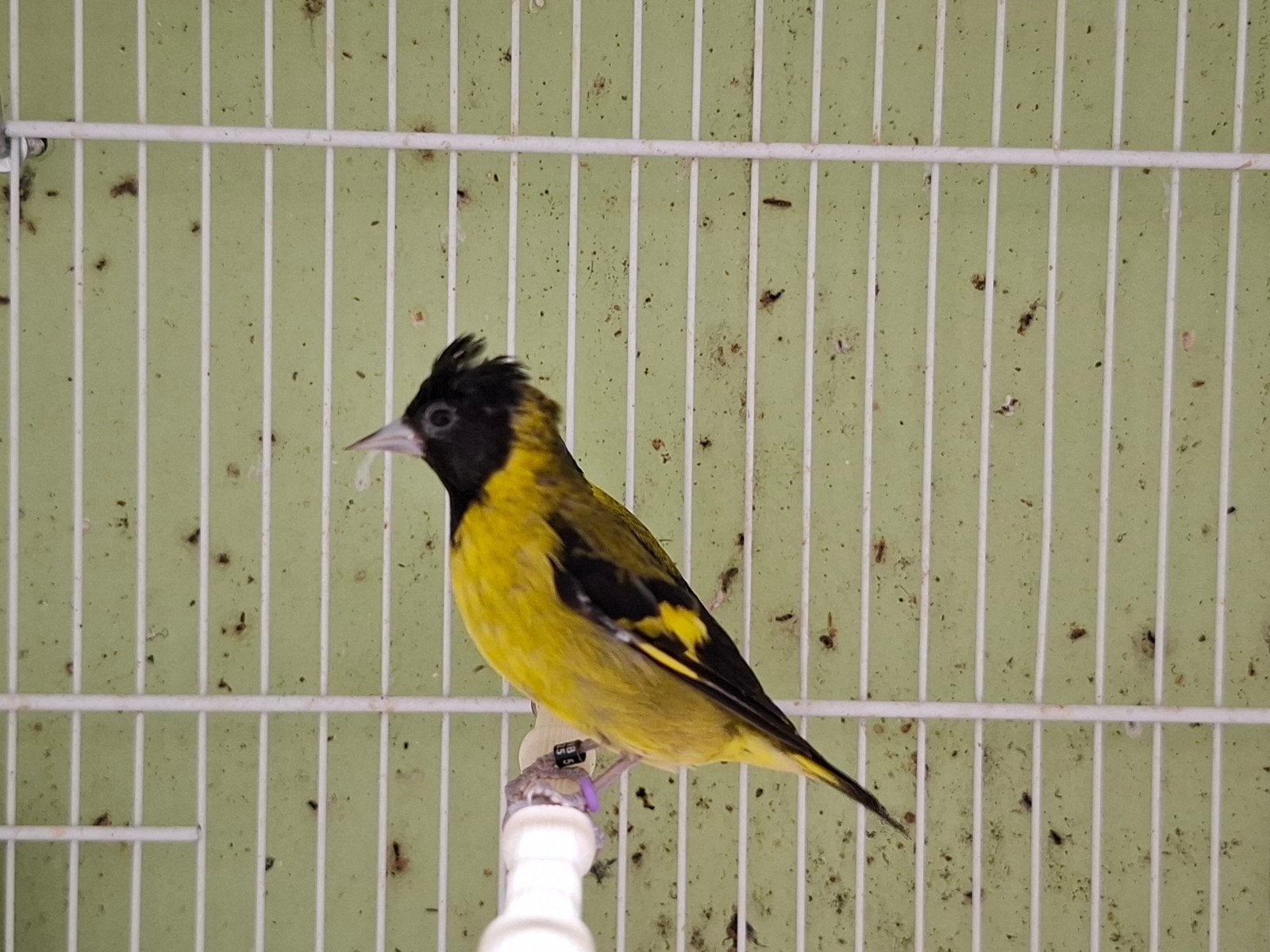 koppel zwartborstsijzen, Meerdere dieren, Geringd